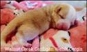 Walnut Creek Cardigan Welsh Corgis Puppies, Maryville, TN 37804