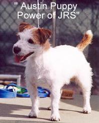 "CH Austin Puppy Power of JRS" is also full sibling/littermate to our "Harriet of JRS".