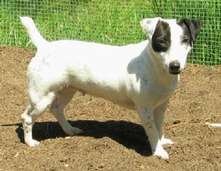 Lovely black/white smooth coated female standing 11" tall".