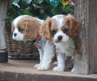 Walnut Creek Cavalier King Charles Spaniel....*(Chanel x Rooster litter 2/10).