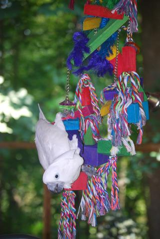 Umbrella cockatoo "Kaida" plays in Georgia at Walnut Creek Farm