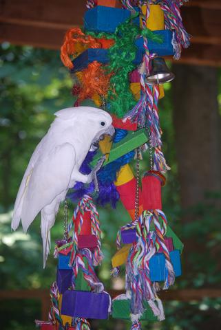 Kaida playing outside with her jungle gym