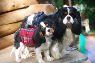 Walnut Creek Cavalier King Charles Georgia, USA