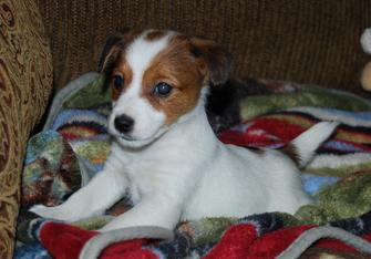 Breeder of Jack Russell Shorties in Georgia, USA