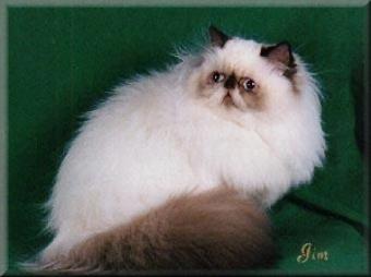 "Cadbury" - Chocolate Point Himalayan