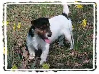 Rough coated male, Tri coloring, Tartan stands 10.5 tall.