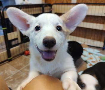 Walnut Creek Farm Maryville Tennessee Cardigan Welsh Corgis AKC registered