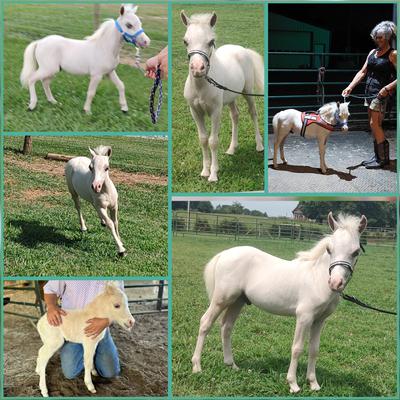  AMHA /AMHR Miniature horses for sale Maryville Tennessee Knoxville. Click on photo to see more pictures of Charlie and others
