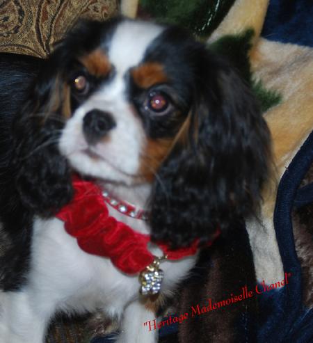 Heritage Mademoiselle Chanel bred by Heritage Cavalier King Charles Spaniels...