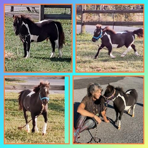  AMHA /AMHR Miniature horses for sale Maryville Tennessee Knoxville