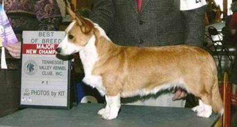 AKC Champion bitch "Dansar's Who Can Forget the Lady N Red"