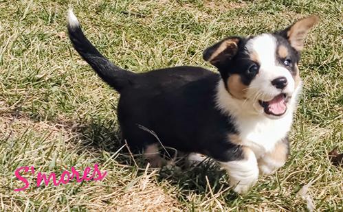 Walnut Creek cardigan Welsh corgis Billings / Springfield Missouri