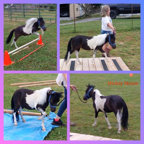  AMHA /AMHR Miniature horses for sale Maryville Tennessee Knoxville
